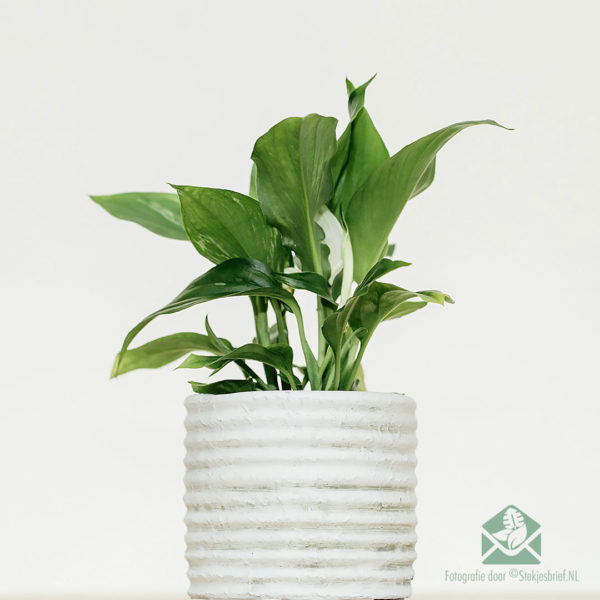 හැන්දක් පැල - Spathiphyllum mini plant මිලදී ගන්න