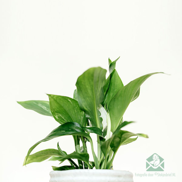 Mua cây hoa huệ hòa bình - Spathiphyllum mini