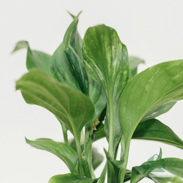 Läffel Planz - Kaaft Spathiphyllum mini Planz
