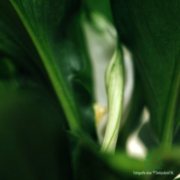 Lepelplant - Spathiphyllum mini plant kopen