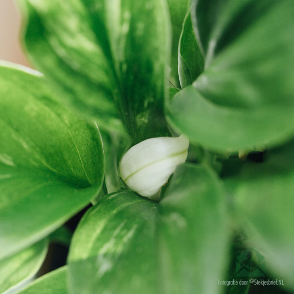 Lepelplant - Keapje Spathiphyllum mini-plant