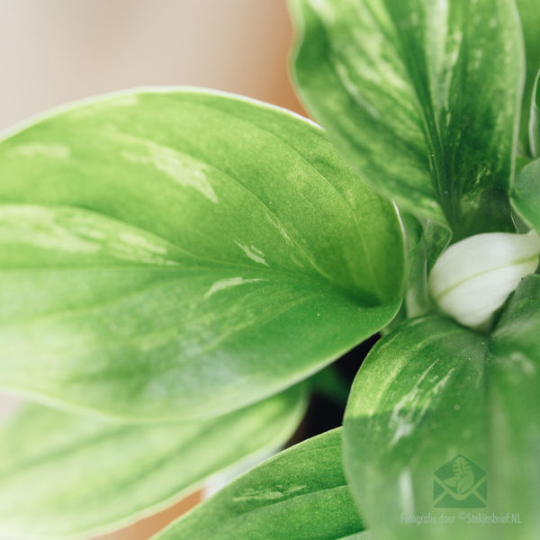 Lepelplant - Spathiphyllum mini plant kopen