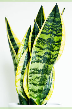 Vrouwentongen (Sansevieria trifasciata laurentii)