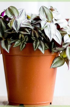 tradescantia zebrina commelinaceae