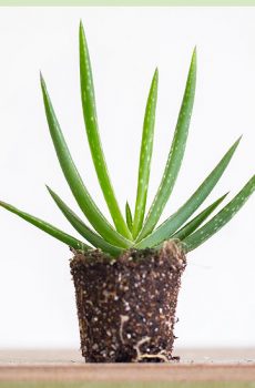 Faire pousser des boutures d'aloe vera