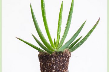 Aloe Vera-Stecklinge anbauen