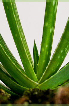 stejkes à l'aloe vera