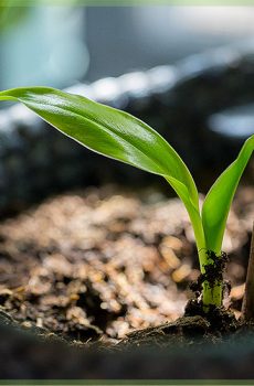 musa dwarf bananen plant stekje babyplant