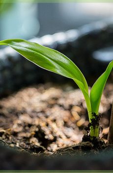 musa dvergur banani planta skera barn planta