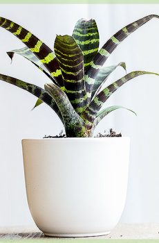 Giâm cành ếch độc Bromeliad Stekjesbrief.NL