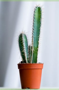 Cactus Acanthocereaus tetragonus