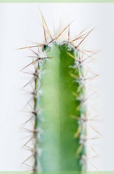 Cactus acanthocereus tetragonus