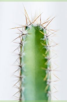 Cactus Acanthocereaus tetragonus