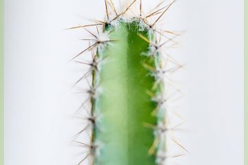 Cactus acanthocereus tetragono
