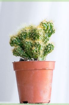 Mini cactus in seminario pot