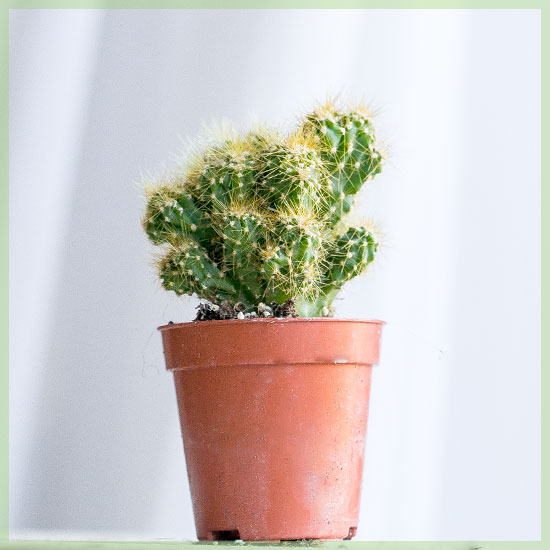 Mini Kaktus am Crèche Pot