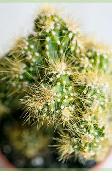 Mini cactus în ghiveci de pepinieră