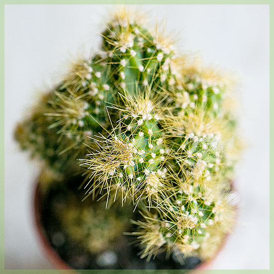 Mini Kaktus am Crèche Pot