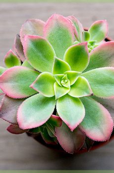 Сукулентно растение Aeonium Kiwi