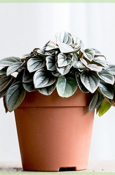 Peperomia 'Napoli Night' zelená červená