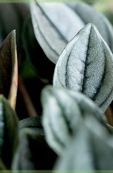 Peperomia 'Napoli Night' groen rood