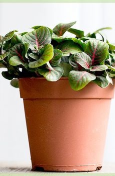 Fittonia verschaffeltii - Mozayik plant vèt fèy woz