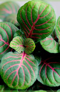 Fittonia verschaffeltii - мозаїчна рослина зеленого рожевого листя