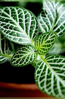 Fittonia verschaffeltii - Mozaikowa roślina o zielonych liściach
