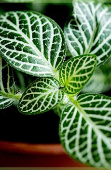 Fittonia verschaffeltii - मोज़ेक पौधा हरी पत्तियाँ