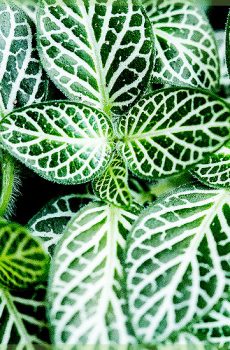 Fittonia verschaffeltii – mozaikinio augalo žali lapai