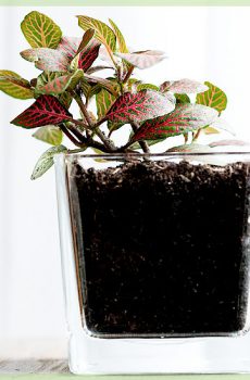 Fittonia verschaffeltii - Mozaik növény zöld levelei