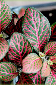 Fittoniaverschaffeltii-モザイク植物の緑のピンクの葉