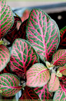 Fittonia verschaffeltii - மொசைக் செடி பச்சை இளஞ்சிவப்பு இலைகள்