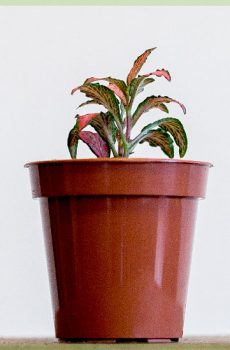 Fittonia Verschaffeltii – mozaikinių augalų rožiniai lapai
