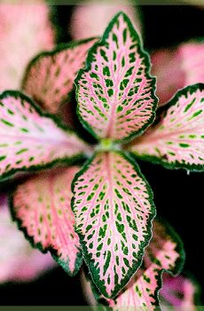 Fittonia Verschaffeltii – mozaikinių augalų rožiniai lapai