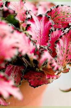 Fittonia verschaffeltii – mozaikinio augalo miško liepsna