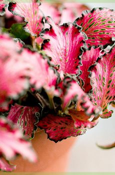 Fittonia verschaffeltii - Mosaïekplantbosvlam