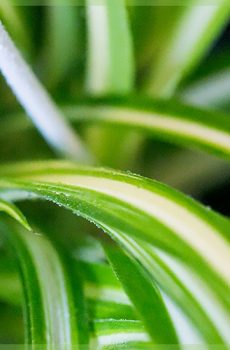Graslelie chlorophytum comosum