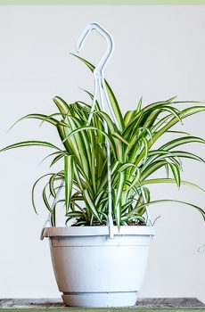 Žolinė lelija chlorophytum comosum