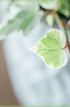 hedera helix white wonder variegata pot 6cm