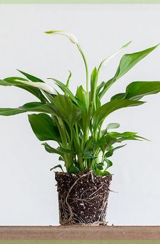 Lênêrîn û serişteyên nebatê spathiphyllum