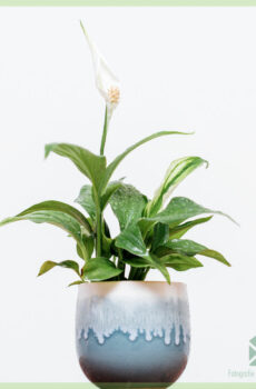 spathphyllum cochleari plant buy online