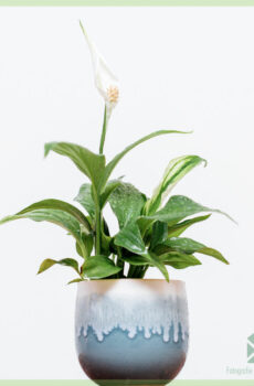 spathiphyllum lepelplant kopen online