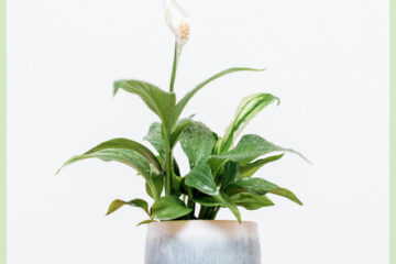 Ложечное растение спатифиллум купить онлайн