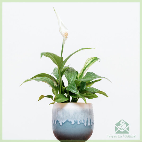 spathiphyllum lepelplant kopen online