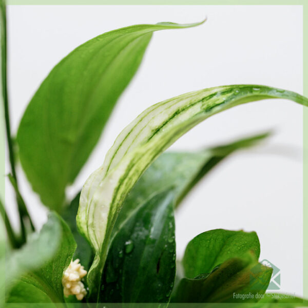 spathiphyllum spoon plant අන්තර්ජාලයෙන් මිලදී ගන්න