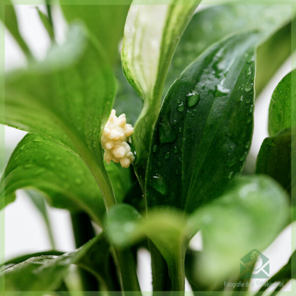 Ложечное растение спатифиллум купить онлайн