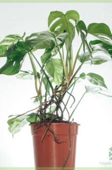 Acheter plante trou blanc Monstera Variegata