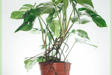 Køb Monstera Variegata hvidhuls plante