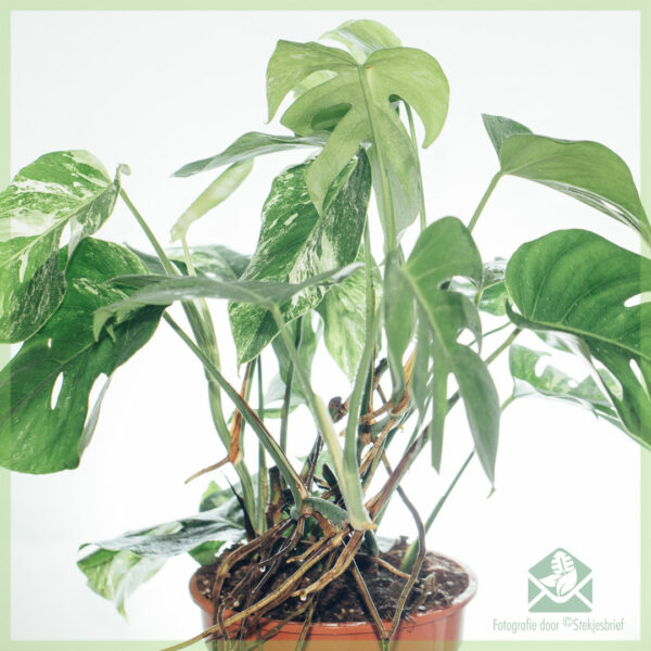 Mua cây lỗ trắng Monstera Variegata